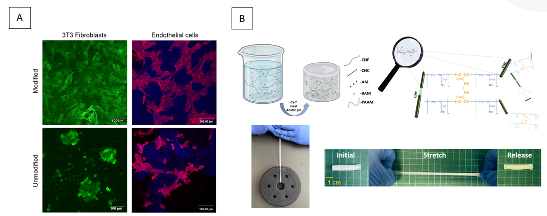 Biocompatible Nano-Cellulose Hydrogel Biopolymer - Yissum