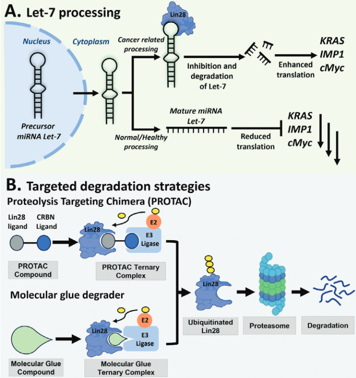 Figure: A) MiRNA let-7 processing in healthy and cancer cells. B) Strategies used in this study to induce degradation of Lin28.